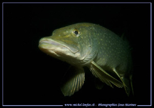 A beautiful Encounter : Pike Fish in a lake not far from ... by Michel Lonfat 